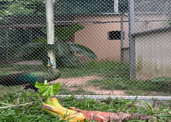Hohe Festigkeit 2 mm Durchmesser Drahtseilnetz für sichere Zoo-Tierenhäuser