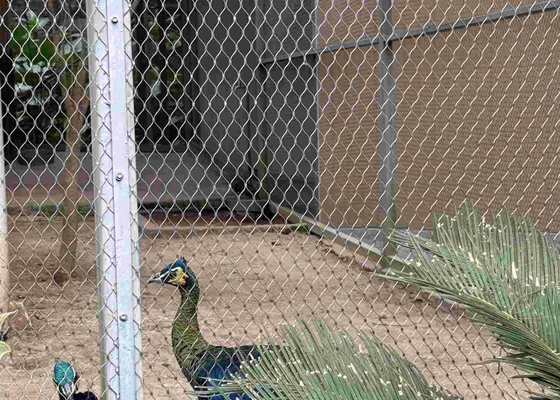 Stabnetz aus Edelstahl 316 mit Ferrule-Verbindungen für Tiervögel